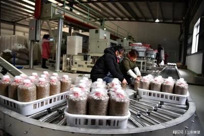 孟州化工鎮(zhèn) 小“菌棒”撬動(dòng)大產(chǎn)業(yè)，精準(zhǔn)咨詢助企業(yè)開拓廣闊市場(chǎng)